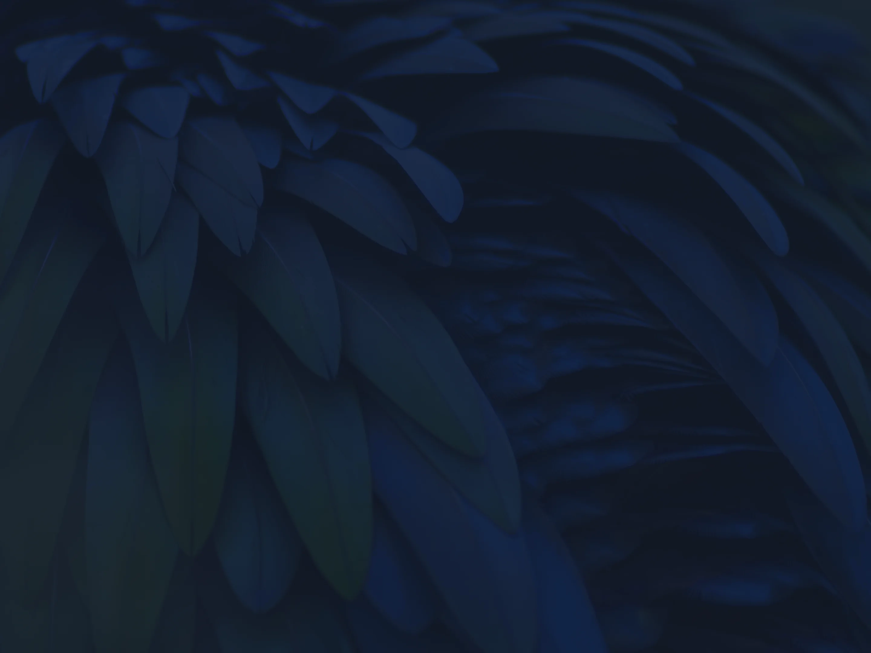 Arini About page hero section background image